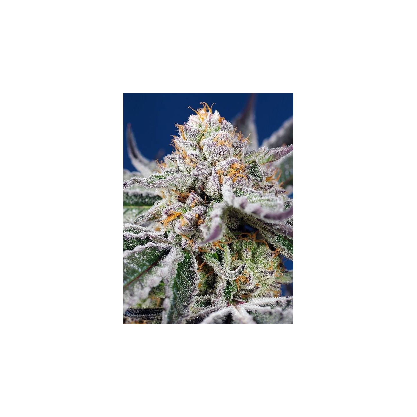 Orange Apricot Glue XL Auto