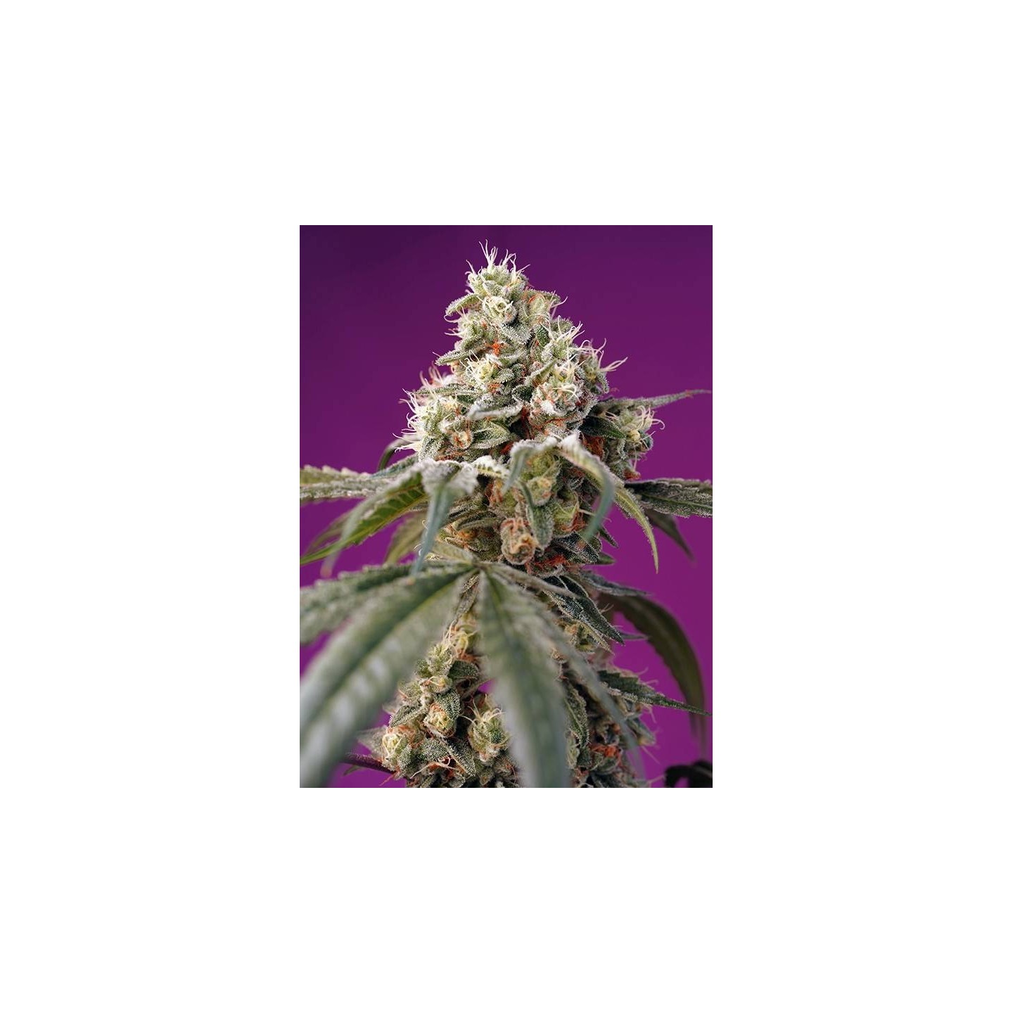 Bruce Banner Auto
