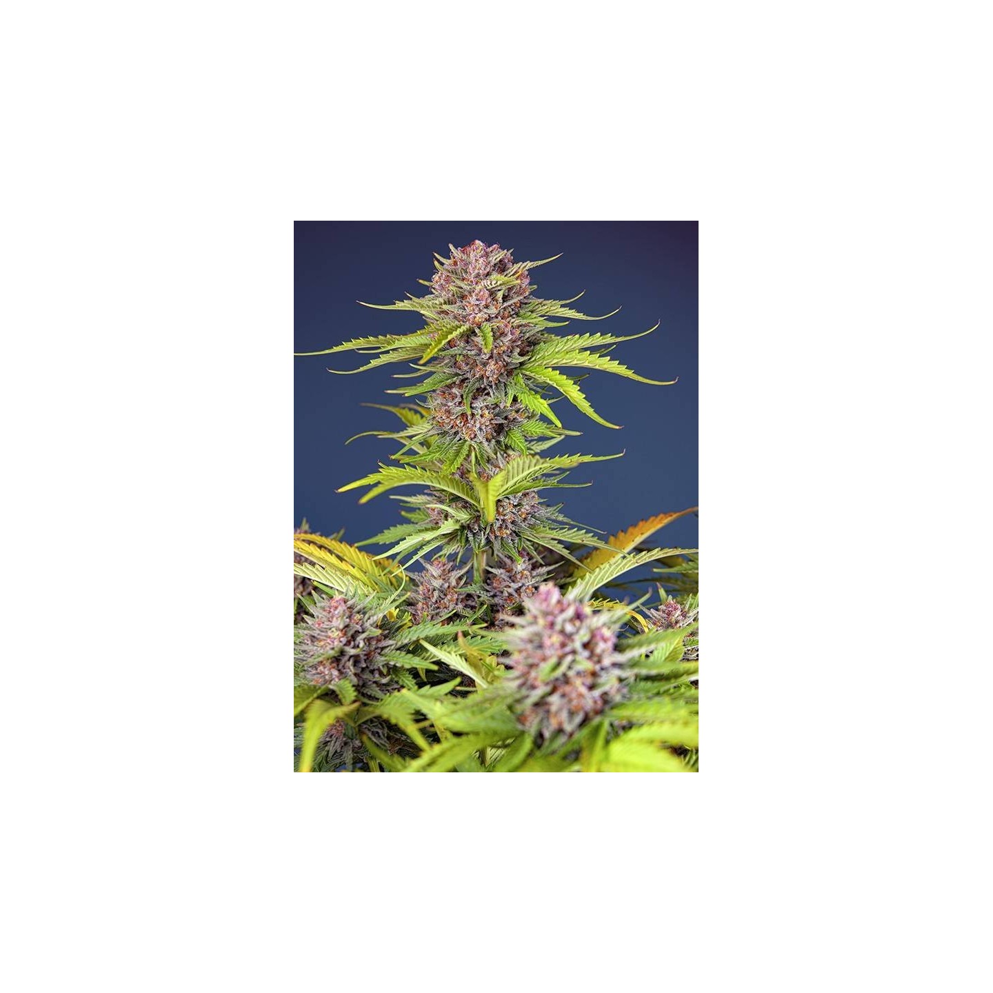 Mimosa Bruce Banner XL Auto