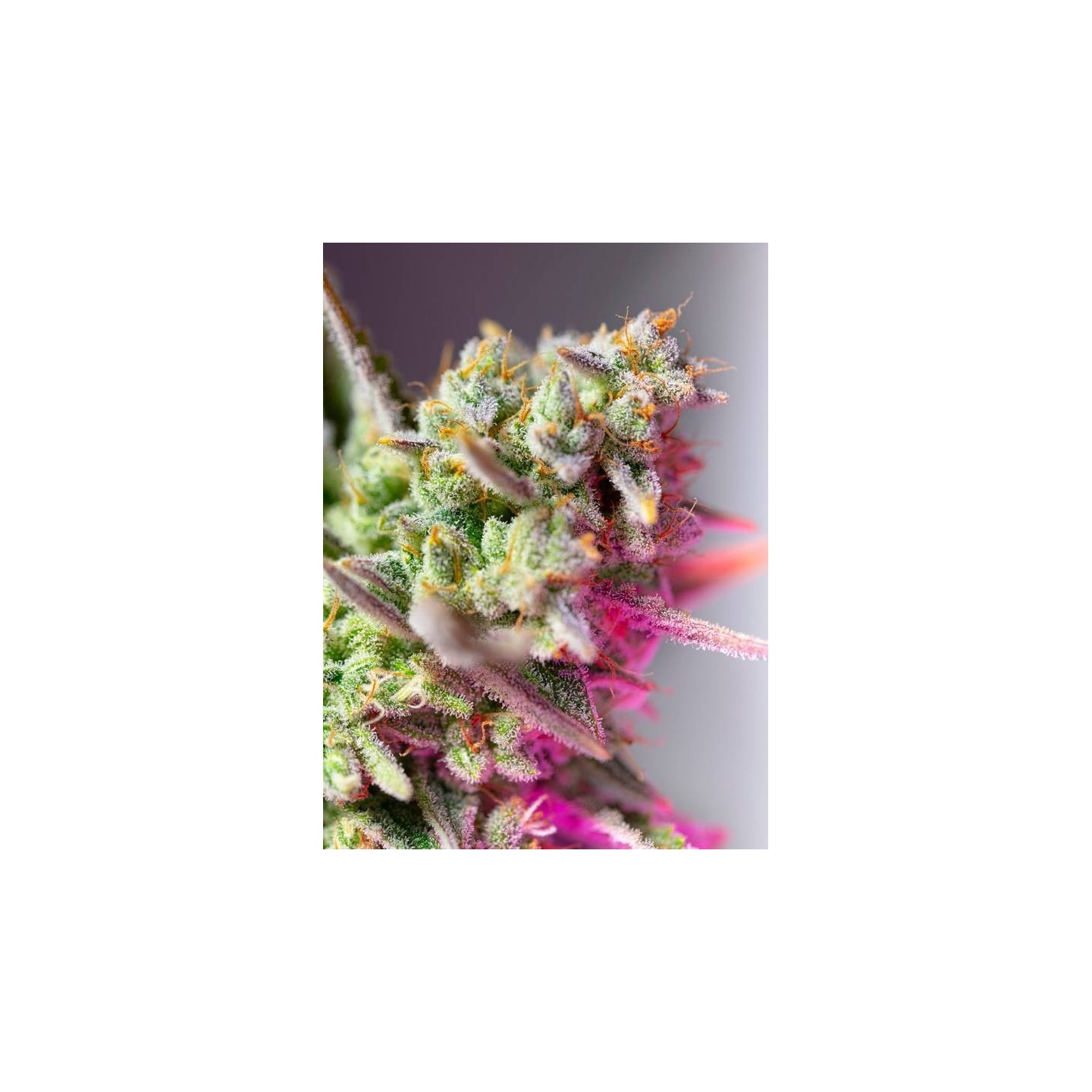 Sweet Mimosa XL Auto