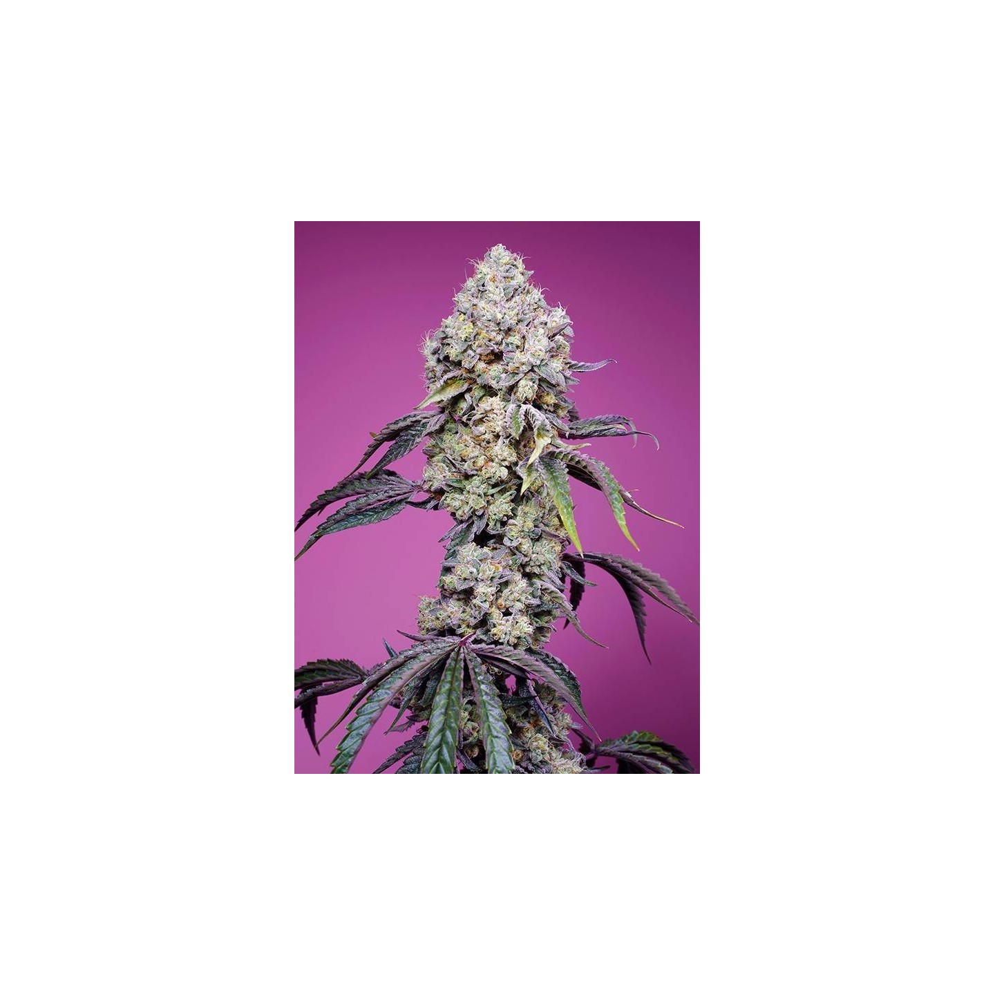 Sweet Mandarine Zkittlez F1 Fast Version