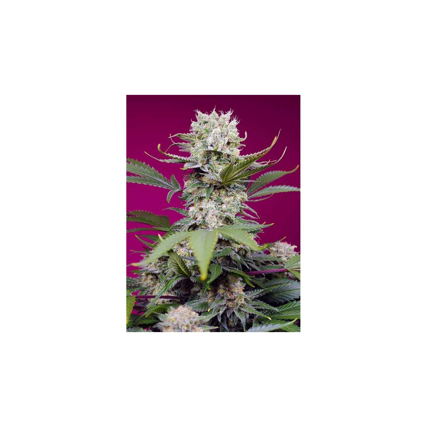 Sweet Mandarine Zkittlez XL Auto