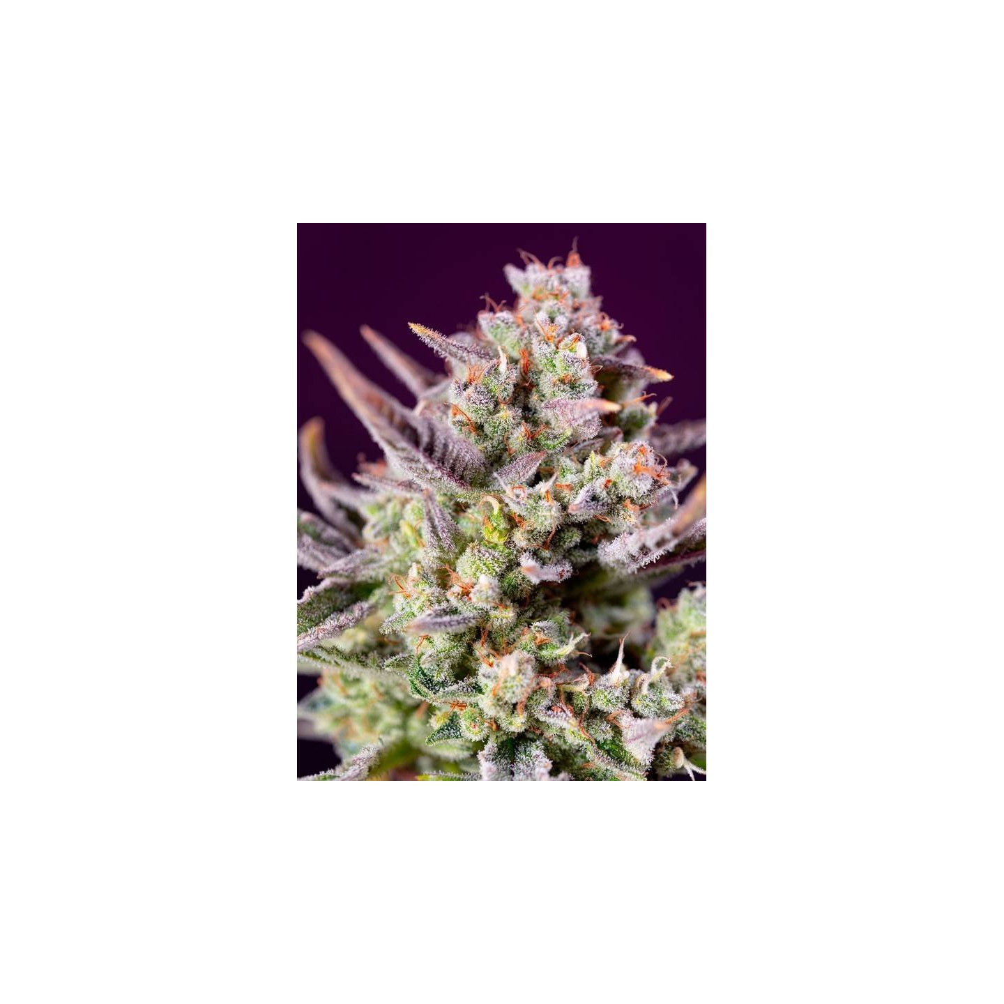 Sweet Zenzation XL Auto