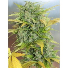 Auto AK-47