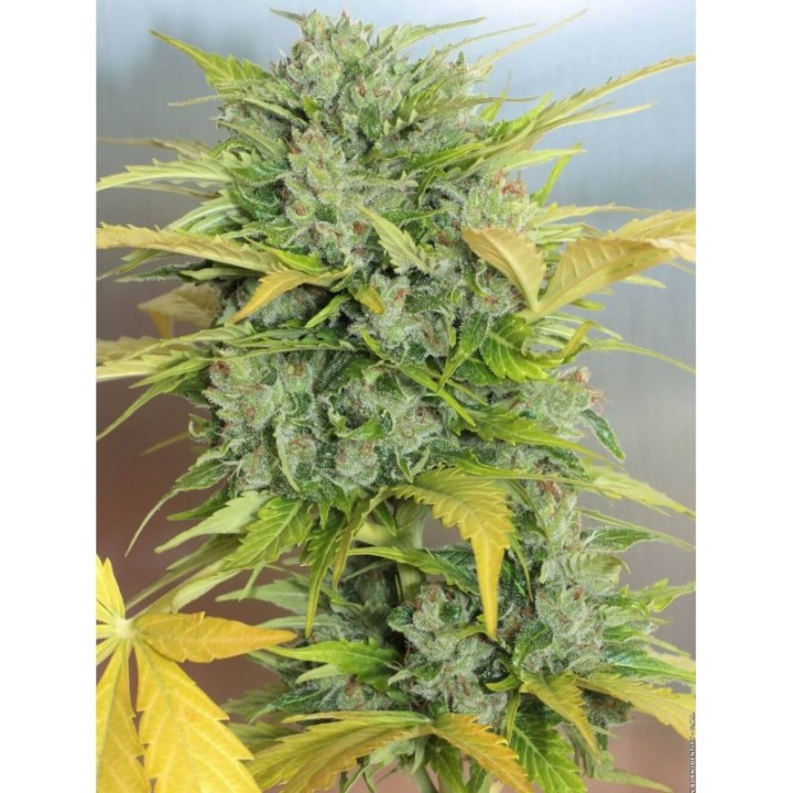 Auto AK-47