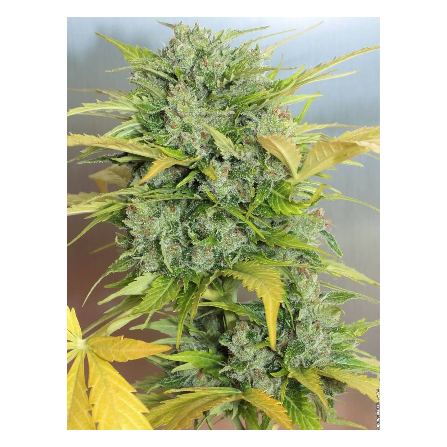 Auto AK-47