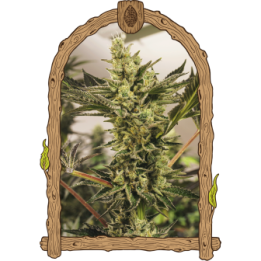 Banana Mash Auto