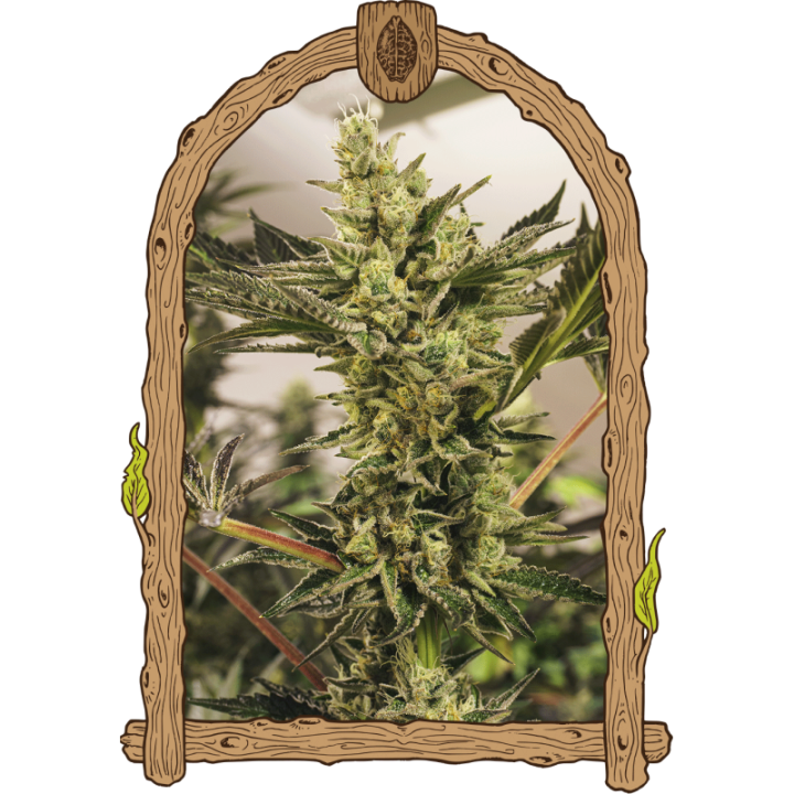 Banana Mash Auto