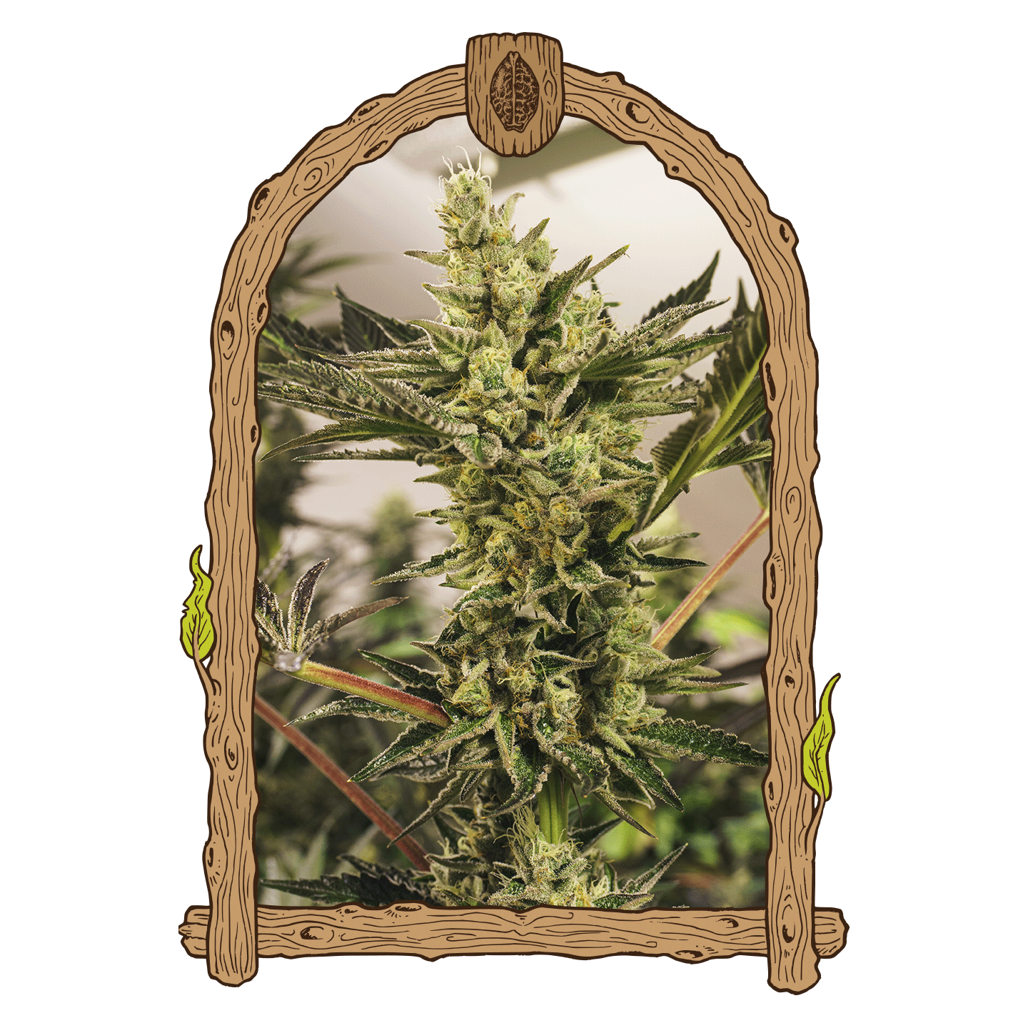 Banana Mash Auto