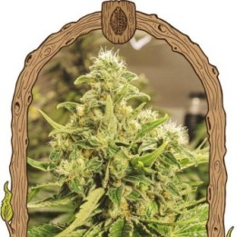Exotic Pure CBG
