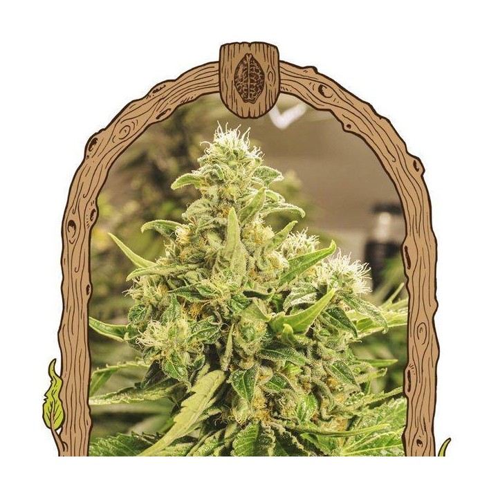 Exotic Pure CBG