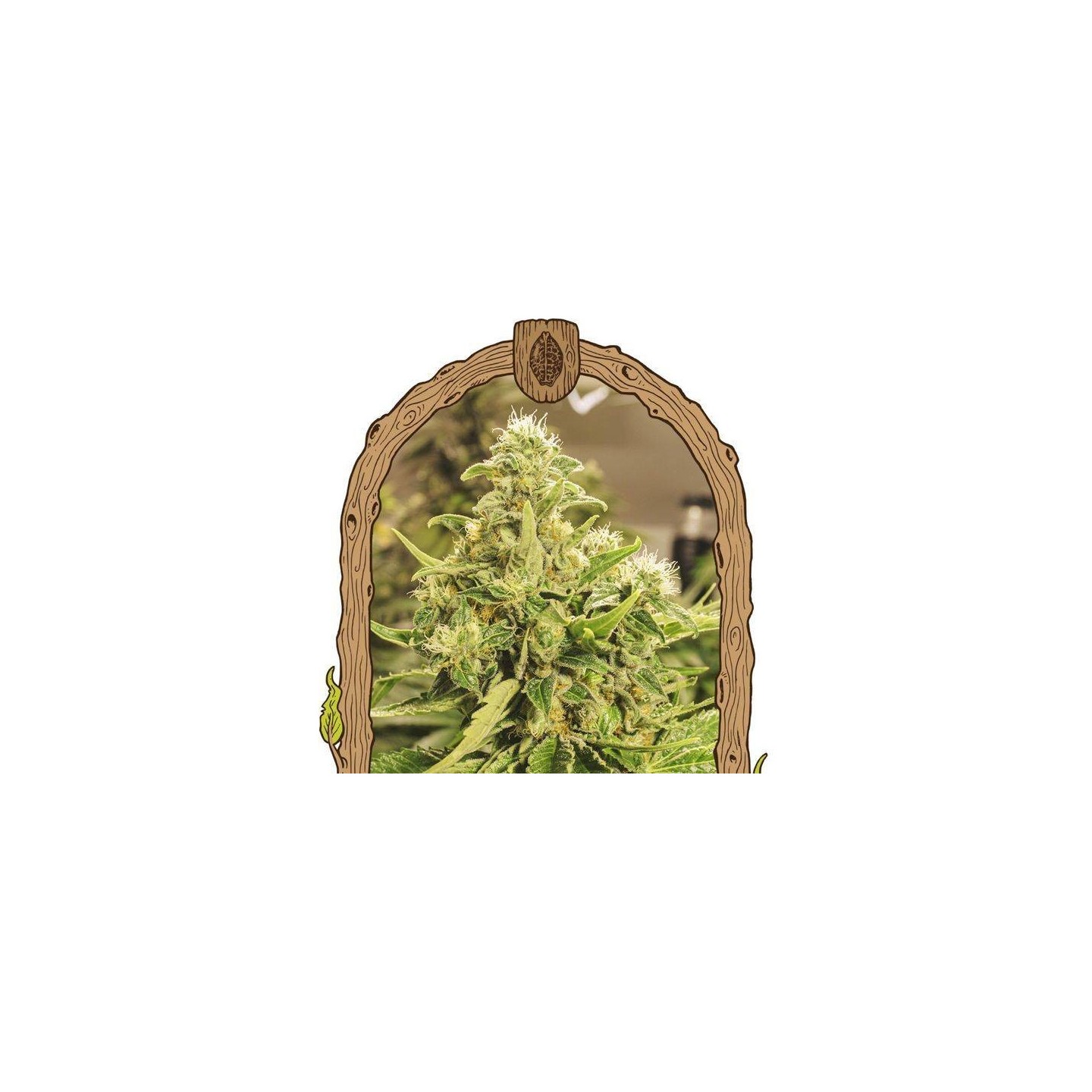 Exotic Pure CBG