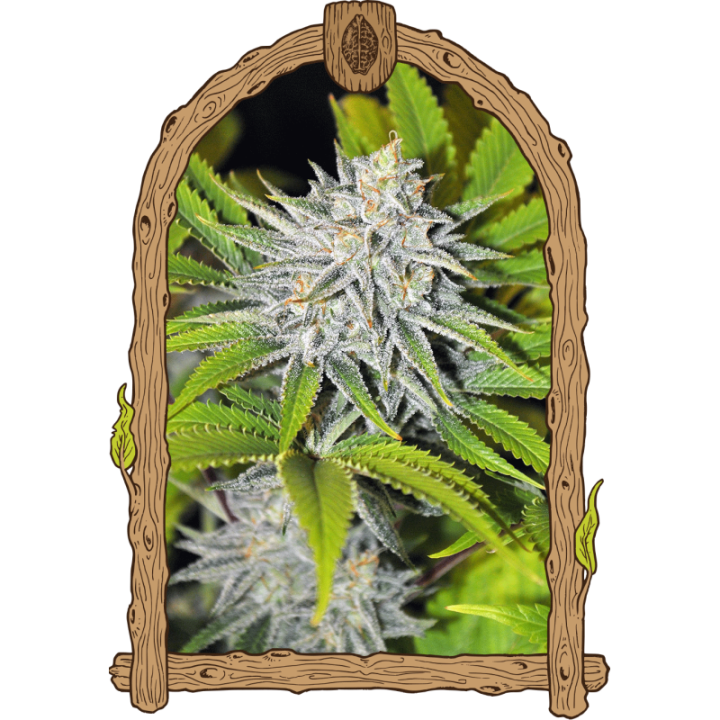 Hippieberry