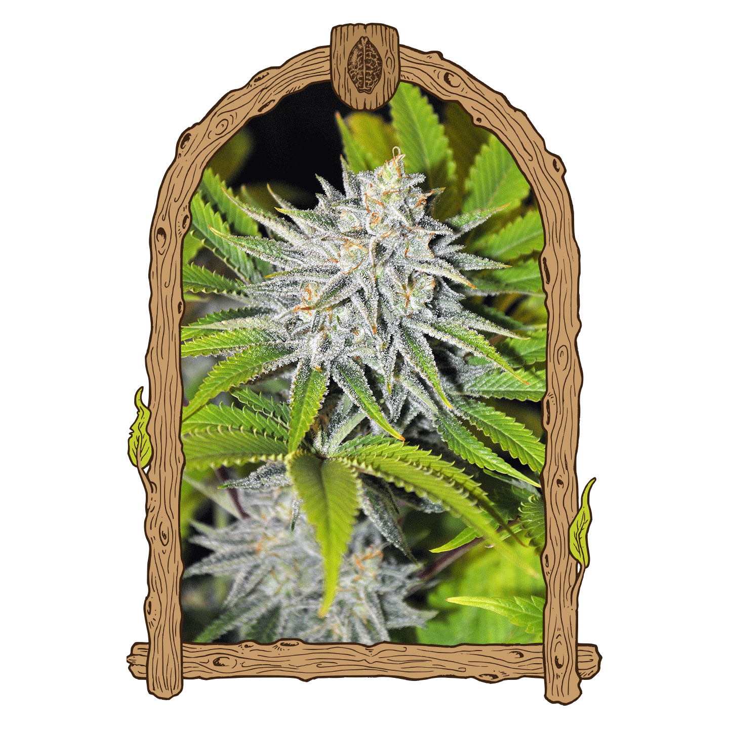 Hippieberry