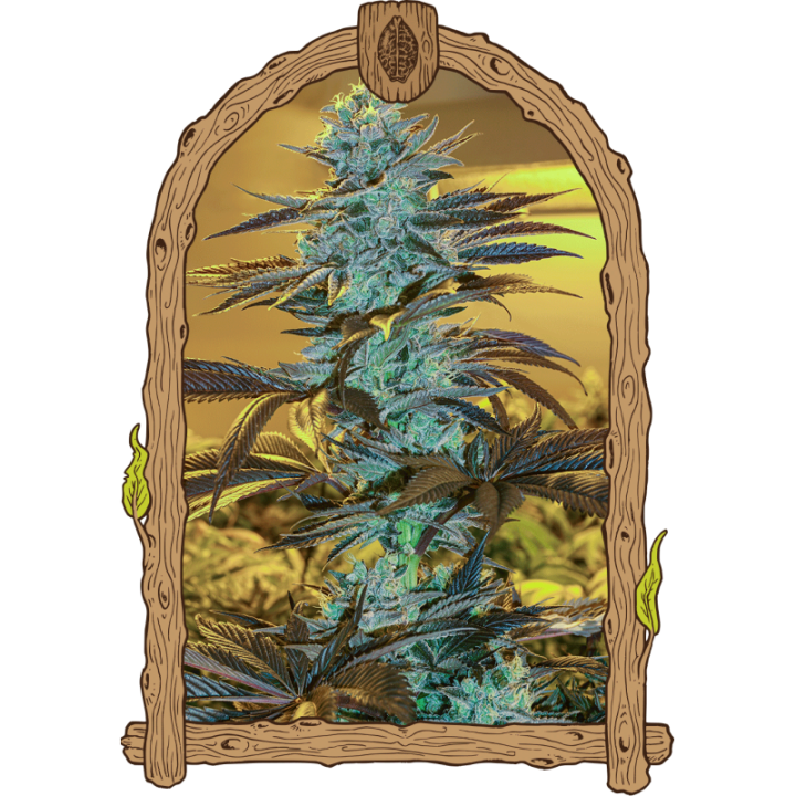 Purple Monkey Auto
