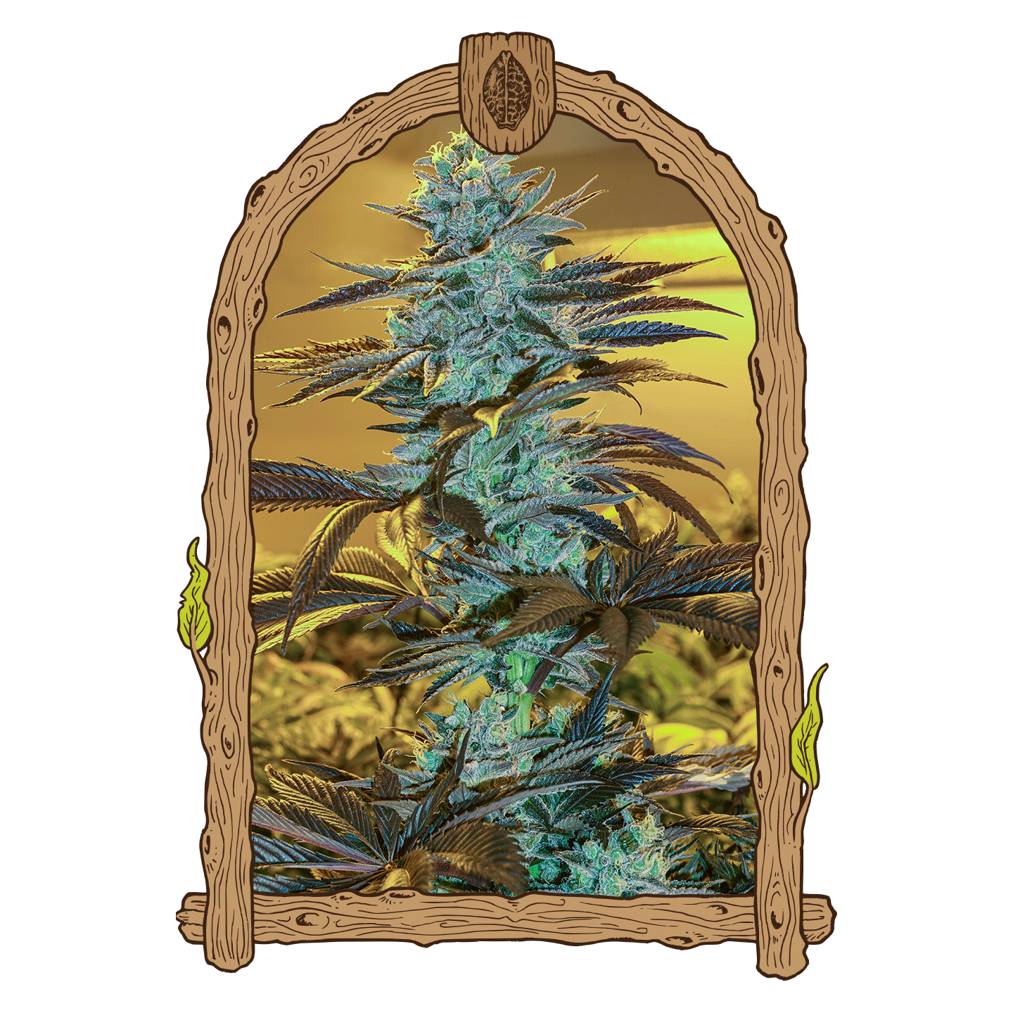 Purple Monkey Auto
