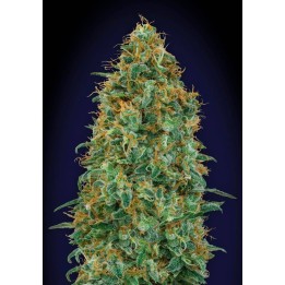 Blueberry