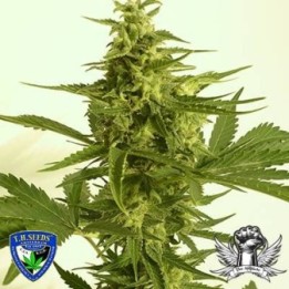 Melonsicle X Pink Panties Reg