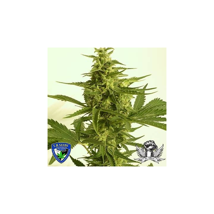 Melonsicle X Pink Panties Reg