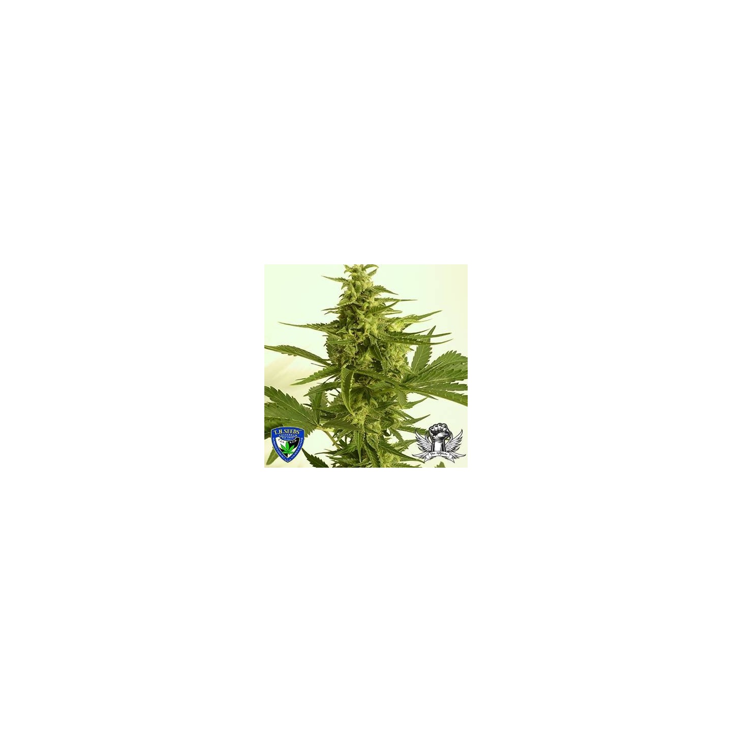 Melonsicle X Pink Panties Reg