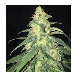 Afghan Grease