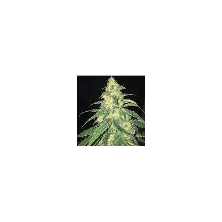 Afghan Grease