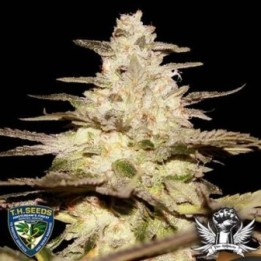 Cali Funk