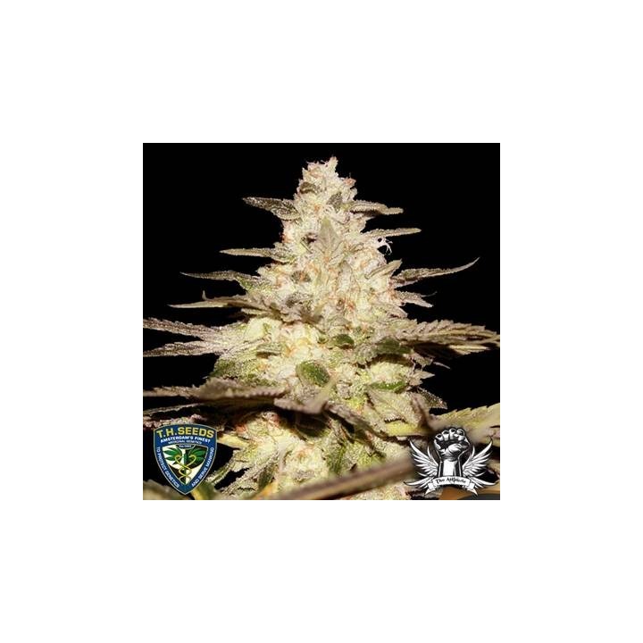 Cali Funk