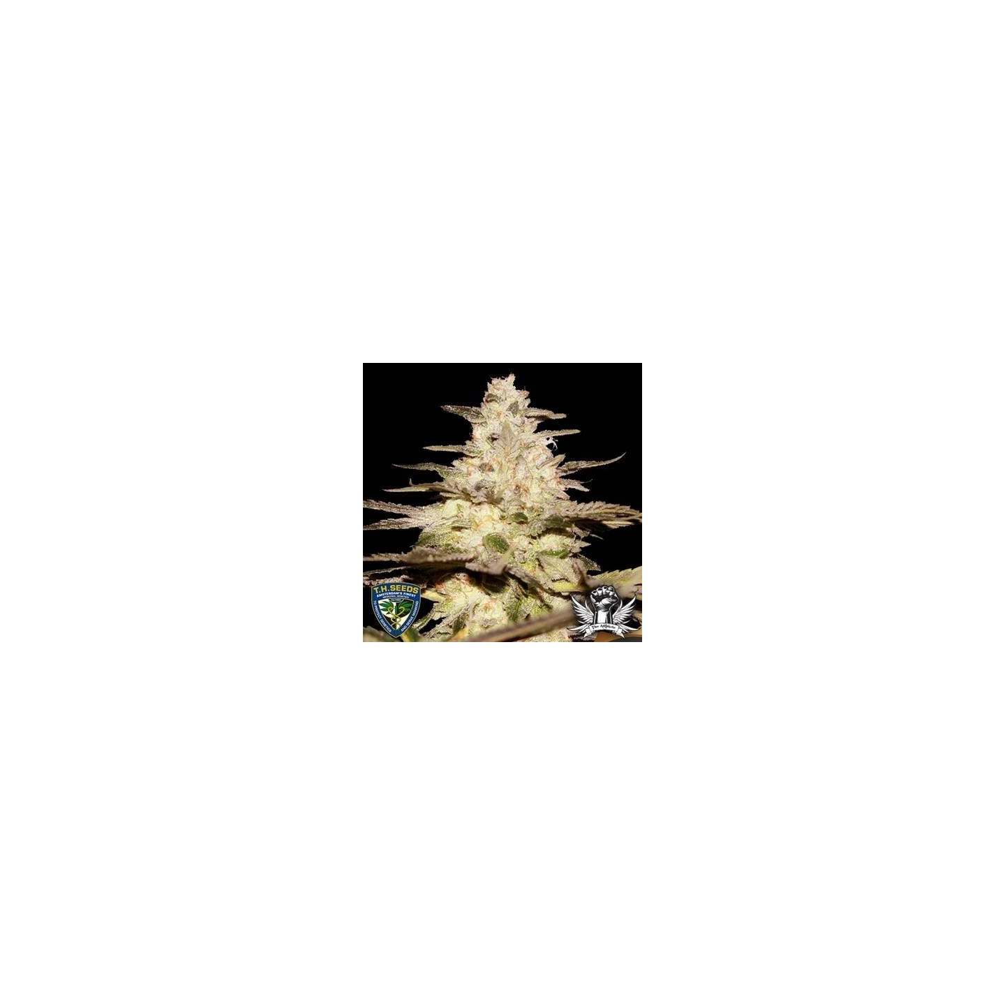 Cali Funk
