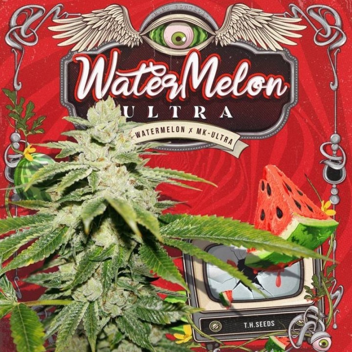 Watermelon Glue