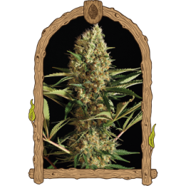 Strawberry Cube Auto