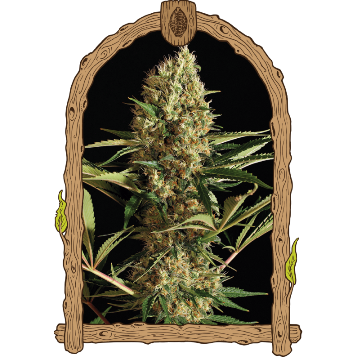Strawberry Cube Auto
