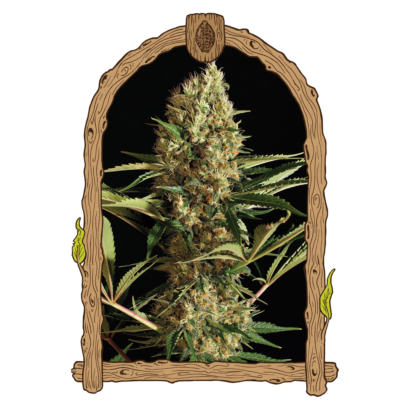 Strawberry Cube Auto