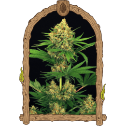 Tangerine Kush