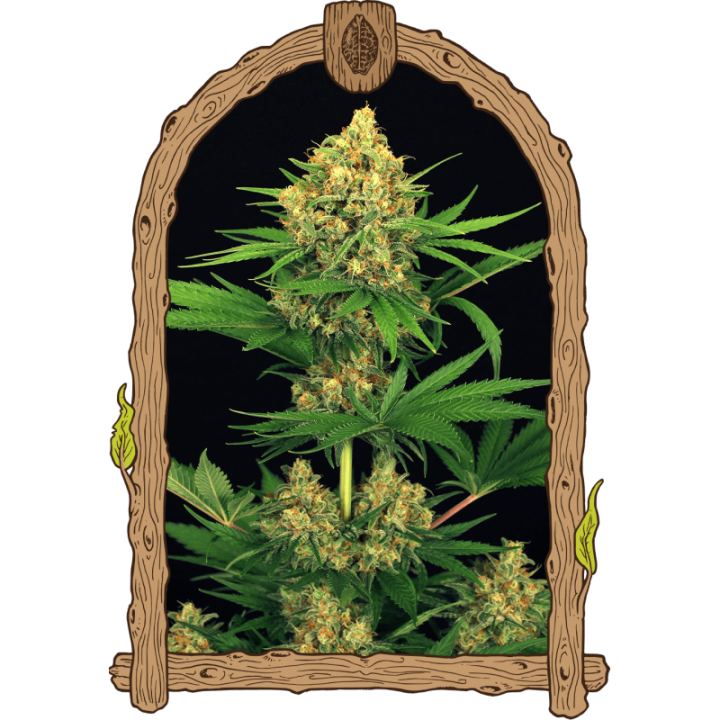 Tangerine Kush