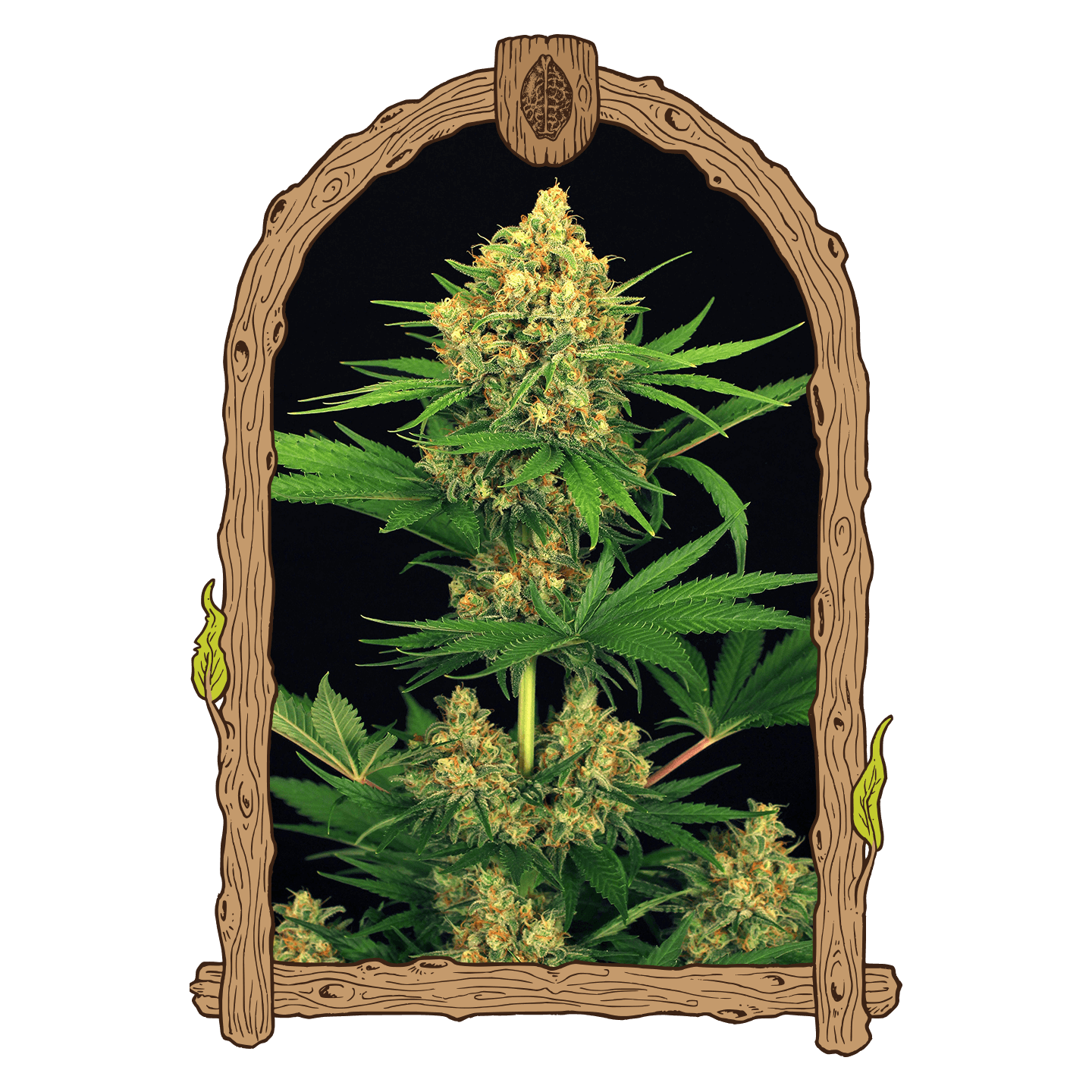 Tangerine Kush
