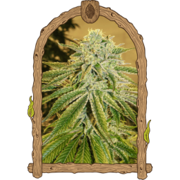 White Banana Auto