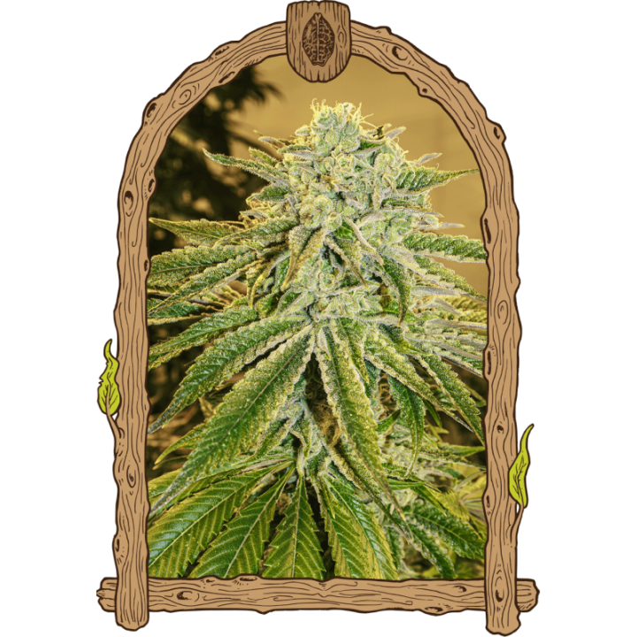 White Banana Auto