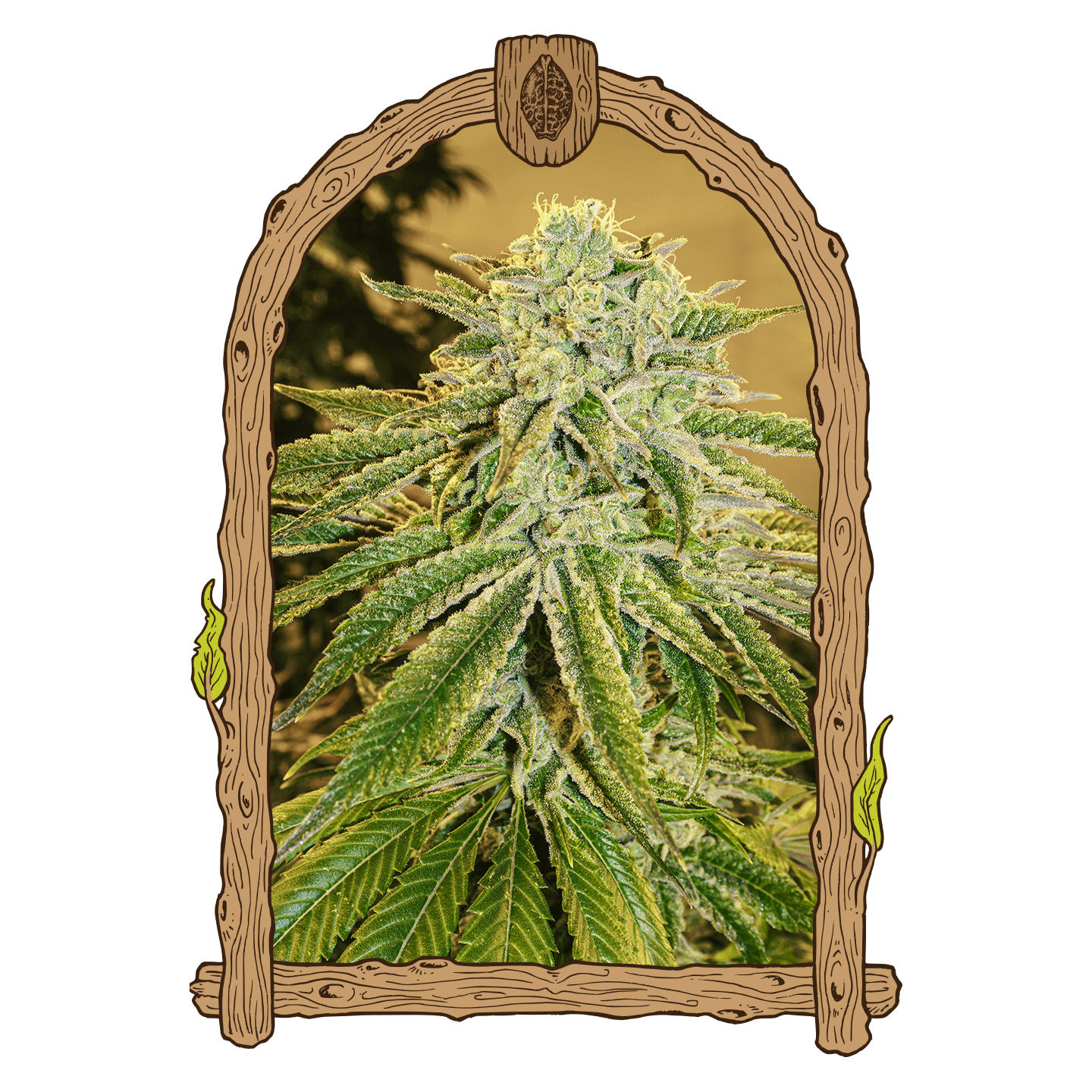 White Banana Auto