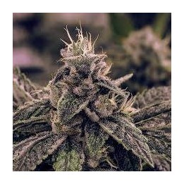 Fenojoy CBD