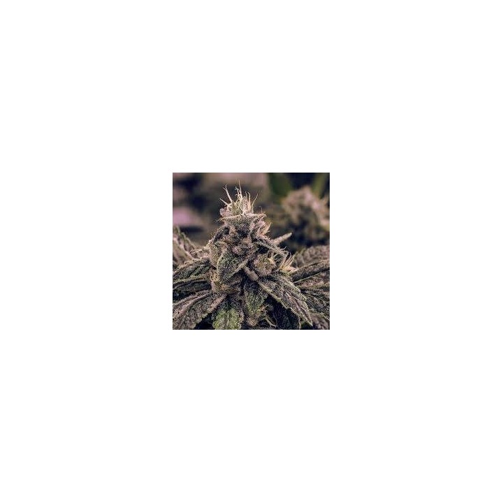 Fenojoy CBD