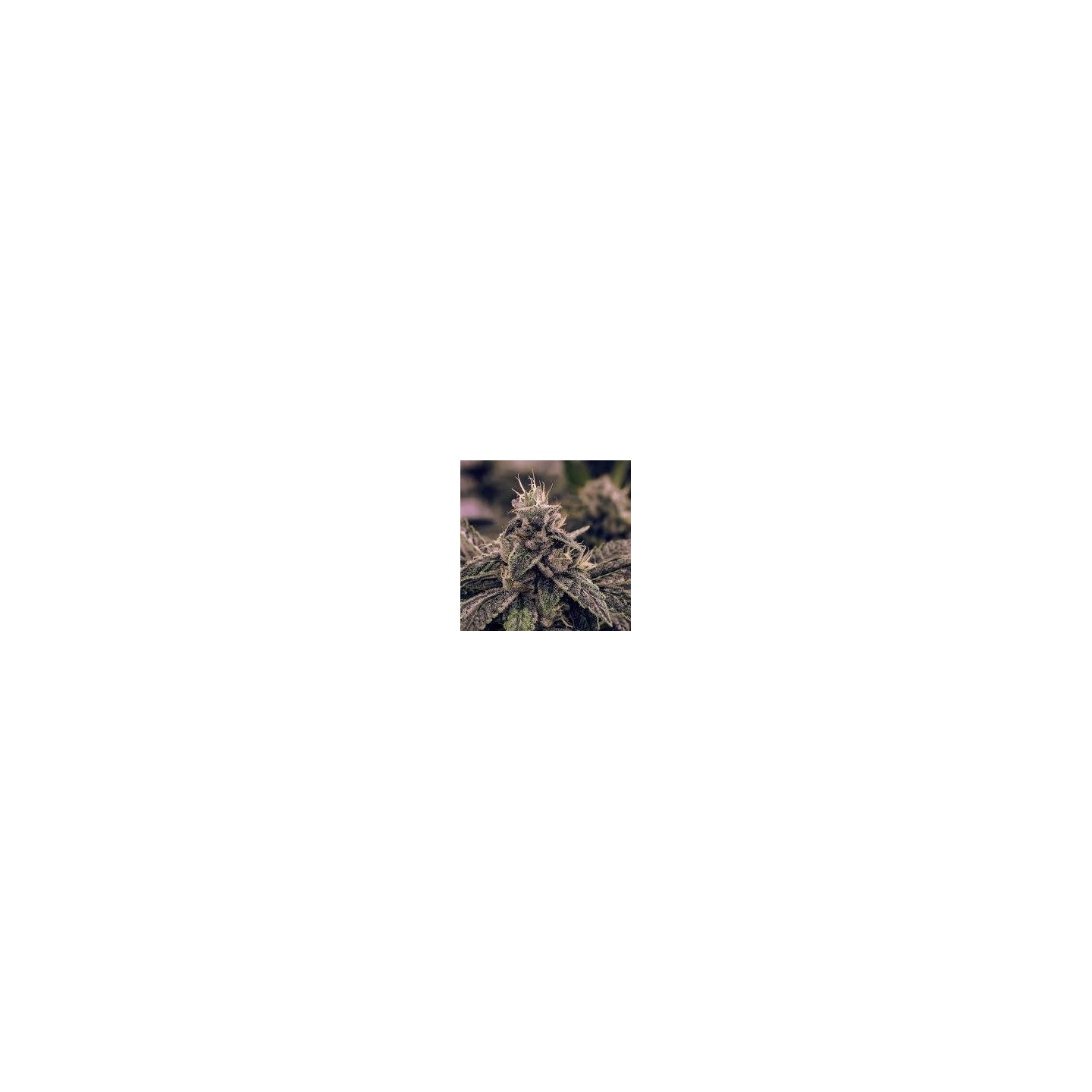 Fenojoy CBD