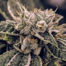 FenoMed CBD