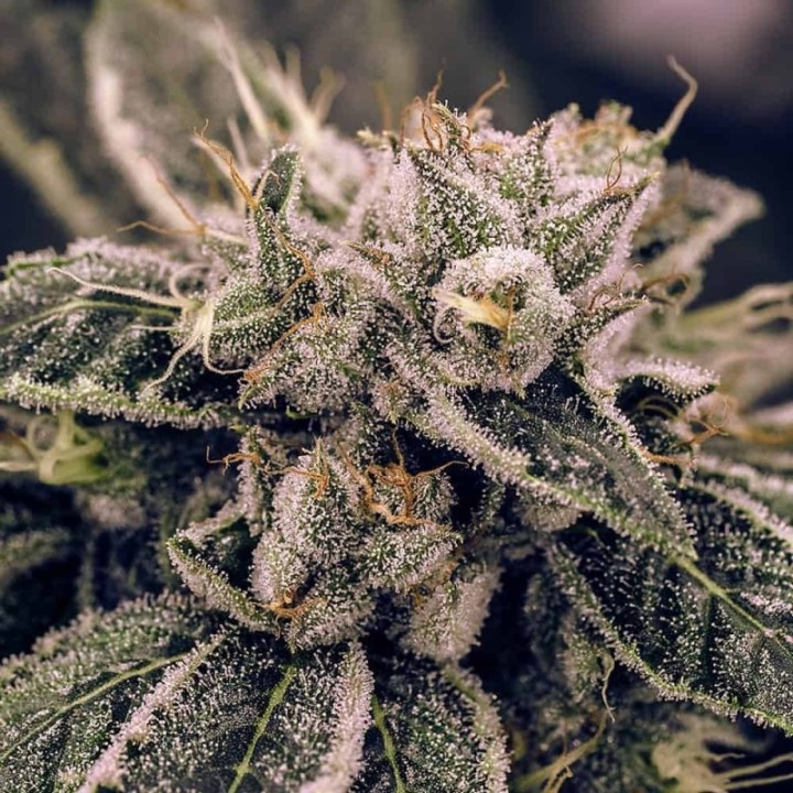 FenoMed CBD