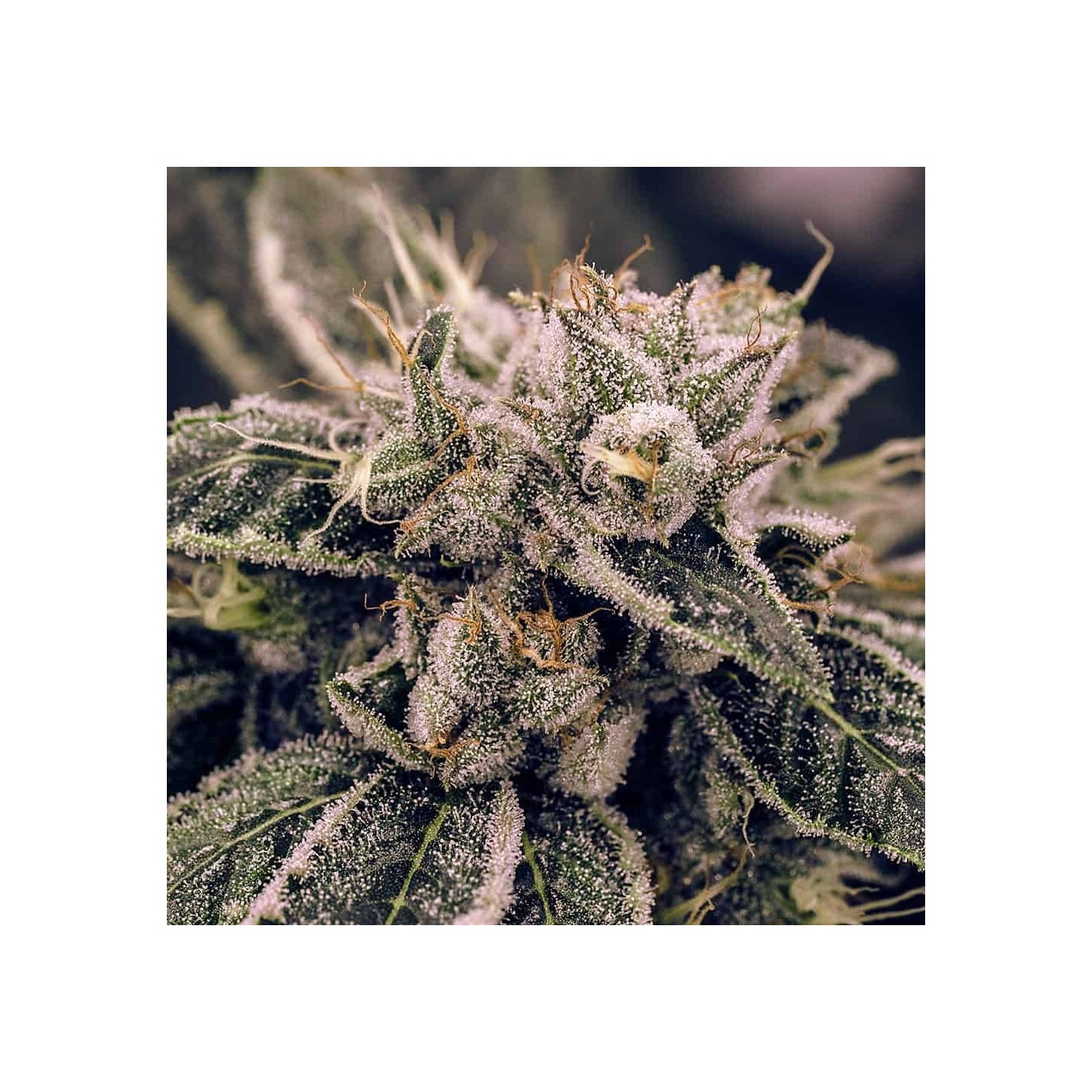 FenoMed CBD