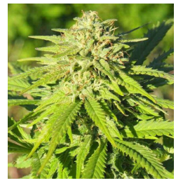 FenoMoon CBD