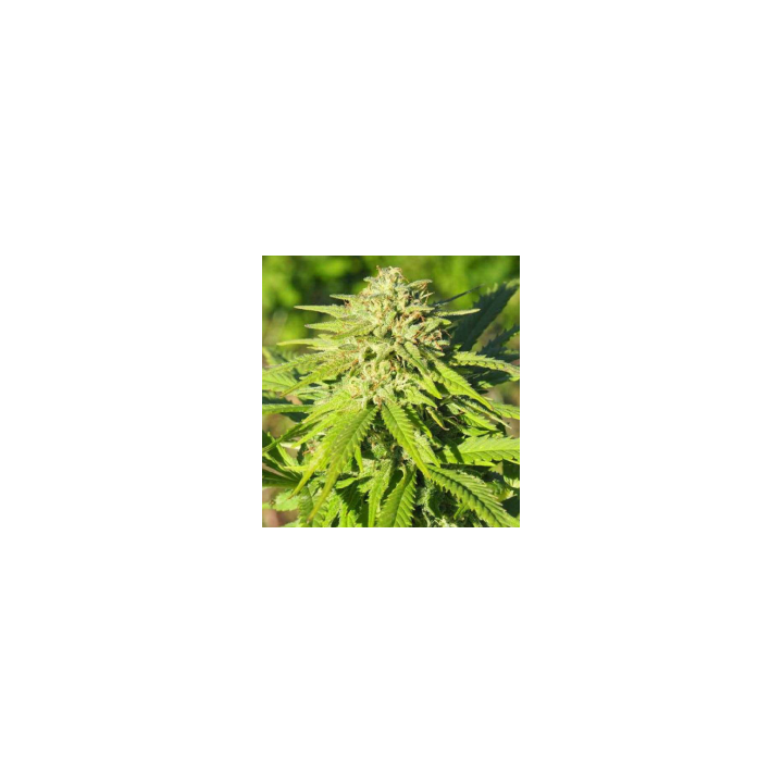 FenoMoon CBD