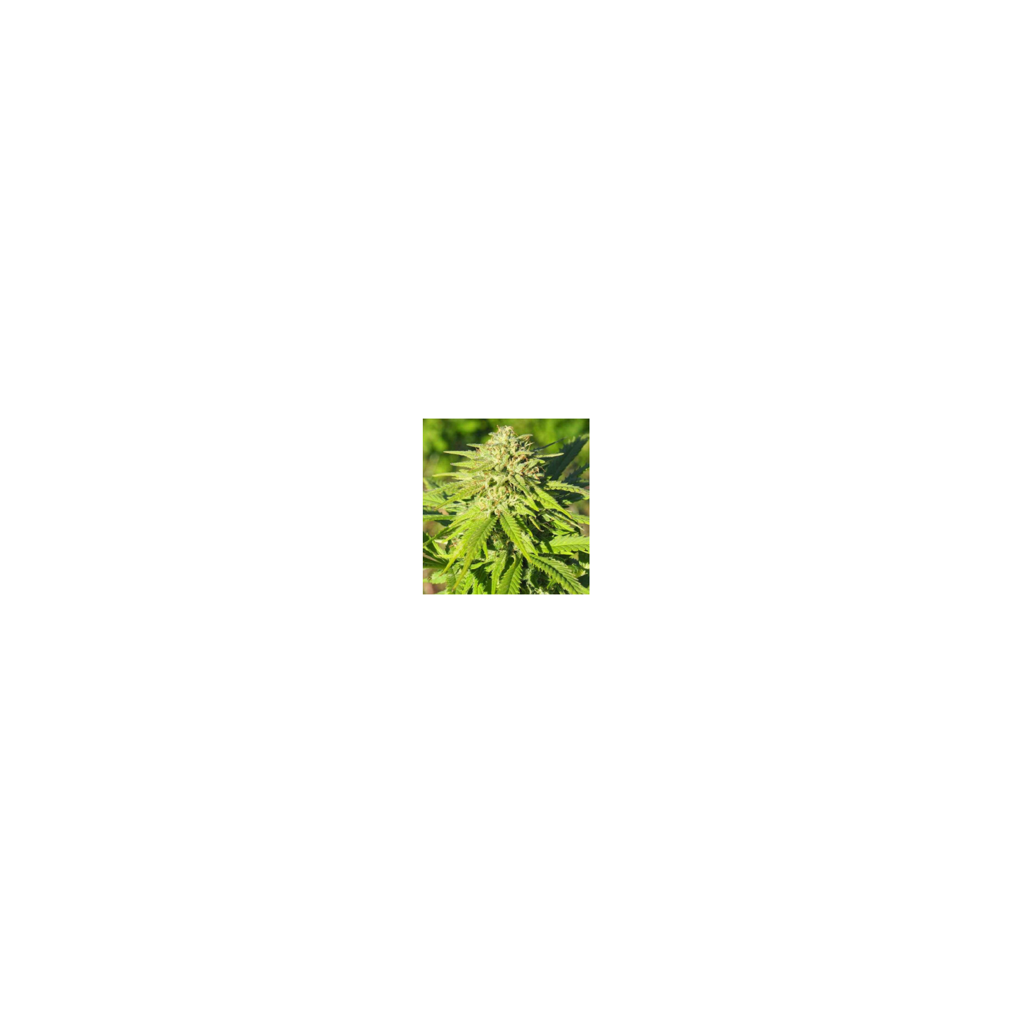 FenoMoon CBD