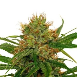 FenoQueen CBD