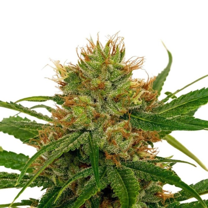 FenoQueen CBD